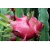 DRAGON FRUITS